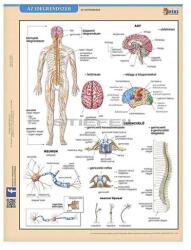 Stiefel Tanulói munkalap STIEFEL A/4 idegrendszer (275357) - fotoland