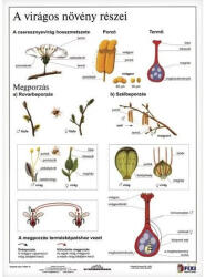 STIEFEL Tanulói munkalap STIEFEL A/4 virágos növény részei (275507) - kreativjatek