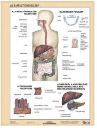 STIEFEL Tanulói munkalap STIEFEL A/4 emésztőrendszer - emésztés (275807) - kreativjatek