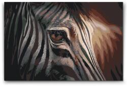  Festés számok szerint - Zebra közelről Méret: 40x60cm, Keretezés: Kartonlemezen