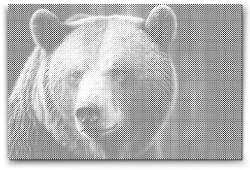  PontPöttyöző - Grizzly medve Méret: 40x60cm, Keretezés: Keret nélkül (csak a vászon), Szín: Piros