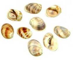 Szer-Ber Csigaház - okosgazdi - 219 Ft