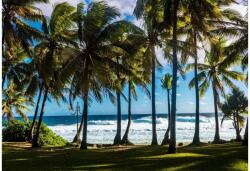 Bluebird Puzzle 90477 - Plage et Palmiers, La Réunion, France - 1000 db-os puzzle (90477)