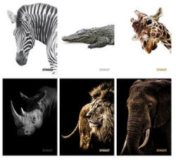 STREET Füzet sima Street A/4 54 lapos Safari Rinocérosz