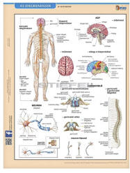 STIEFEL Tanulói munkalap STIEFEL A/4 idegrendszer (275357) - papir-bolt
