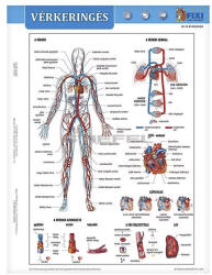 STIEFEL Tanulói munkalap STIEFEL A/4 vérkeringés (275857) - papir-bolt