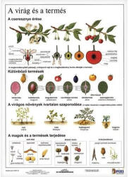 STIEFEL Tanulói munkalap STIEFEL A/4 virág és a termés (275557) - papir-bolt