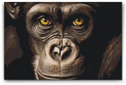  Festés számok szerint - Csimpánz közelről Méret: 40x60cm, Keretezés: Műanyagtáblával
