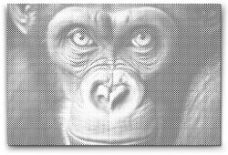  PontPöttyöző - Csimpánz közelről Méret: 40x60cm, Keretezés: Keret nélkül (csak a vászon), Szín: Kék