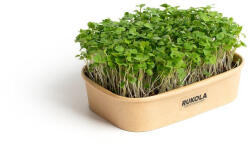 Pěstebna Farma Mikrozöld termesztő készlet - rukkola