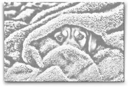  PontPöttyöző - Kutyaszemek a takaró alatt 2 Méret: 40x60cm, Keretezés: Kartonlemezen, Szín: Zöld