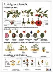 STIEFEL Tanulói munkalap STIEFEL A/4 virág és a termés (275557) - tonerpiac