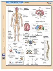 STIEFEL Tanulói munkalap STIEFEL A/4 idegrendszer (275357) - tonerpiac