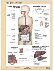 STIEFEL Tanulói munkalap STIEFEL A/4 emésztõrendszer - emésztés (275807) - tonerpiac
