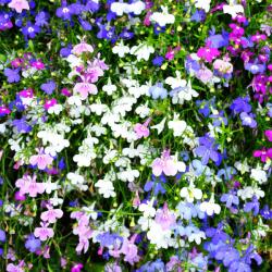 Pop Vriend Seeds Seminte de lobelia curgatoare Collier, 0.1 grame (HCTG00151)
