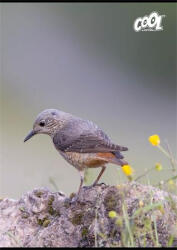 Victoria Füzet, tűzött, A4, vonalas, 80 lap, COOL BY VICTORIA "Birds