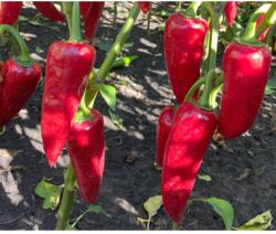 Duna-R Szilaj F1 1000 szem