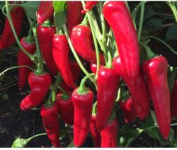 Duna-R Pirkadat F1 250 szem