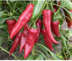 Duna-R Hajnaltáj F1 1000 szem