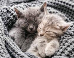 Art Galéria Délutáni szundi - vászonkép