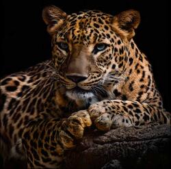 Art Galéria Jaguár - üvegkép