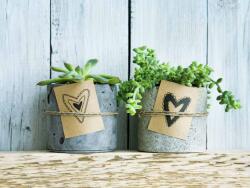 Art Galéria Kis zöld - vászonkép