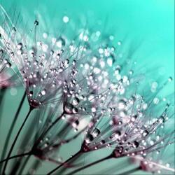 Art Galéria Harmatos virág - üvegkép