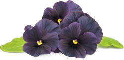 Click & Grow Capsule Click & Grow cu seminte si substrat de panseluta neagra 3buc (SGR61X3)