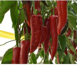 Duna-R Ivanov F1 250 szem