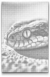  PontPöttyöző - Kígyószem Méret: 40x60cm, Keretezés: Kartonlemezen, Szín: Piros