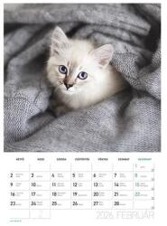 Lizzycalendar Falinaptár LIZZYCALENDAR B/4 álló spirálozott Cicák 2027 (7540226000) - robbitairodaszer