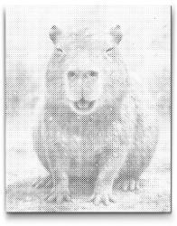  PontPöttyöző - Színes kapibara Méret: 30x40cm, Keretezés: Kartonlemezen, Szín: Fekete