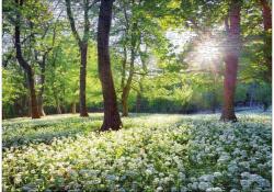 Ulmer 2743 - Spring Sun - 1000 db-os puzzle (2743)