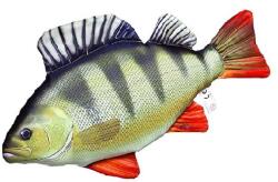 Energofish HALAS PÁRNA SÜGÉR baby