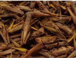 trópus Trópus Dried Grasshopper - kiegészítő eleség (szárított szöcske) rágcsálók, madarak, sünik és hüllők részére (40g)