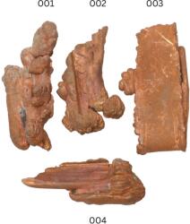  Cupru Nativ Brut Natural - 53-92 x 21-52 x 5-26 mm - Piatra Asociata Transformarii si Regenerarii - ( XXL ) - 1 Buc