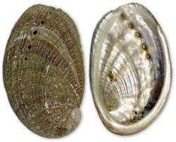  Abalone kagyló kicsi