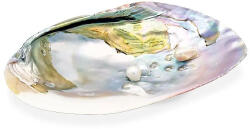  Gyöngy Kagyló 13-17 cm