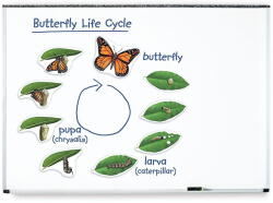 Learning Resources Ciclul vietii fluturelui - set magnetic (EDUC-LER6043)