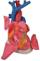  Szívmodell - 8 részes