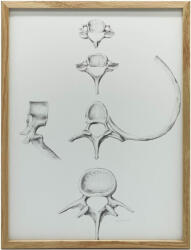  VÁSZONFESTMÉNY A GERINCS FALANATÓMIÁHOZ C6 C7 TH5 L4 70x100