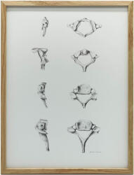  NYAKI CSIGOLYÁK PLAKÁTANATÓMIÁJA FALÁHOZ FA KERETBEN 70x100 CM