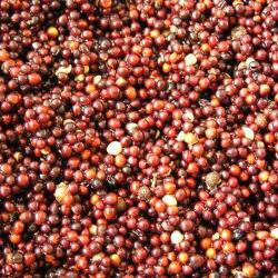 Poseidon főtt repce 1 kg (POS-REPKA1KG)