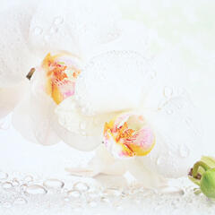  Konyhai hátfal, konyhapanel ütésálló és hőálló ABS anyagból, 295x60 cm - fotó minőségű, UV nyomtatott - Orchidea (TP10025538)