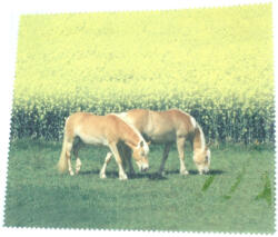 Mikroszálas törlőkendő (Lovak M-15)