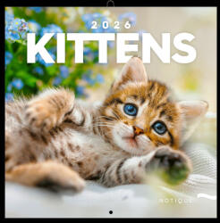 Notique Realsystem Lemeznaptár 16 Hónapos Kiscicák 2026 (RS6097KI)