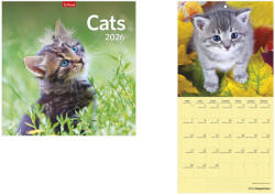 TopTimer Falinaptár 29x29 cm Cats 2026 (26T980002A)