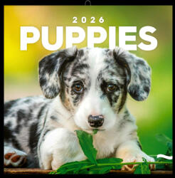 Notique Realsystem Lemeznaptár 16 Hónapos Kiskutyák 2026 (RS6097PU)