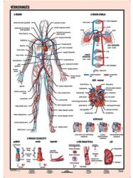 STIEFEL Tanulói munkalap, A4, STIEFEL "Vérkeringés (VTM60) - fiorex