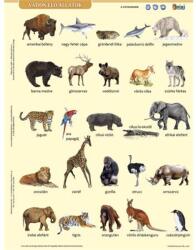 STIEFEL Tanulói munkalap, A4, STIEFEL" Vadon élő állatok (VTM91) - fiorex